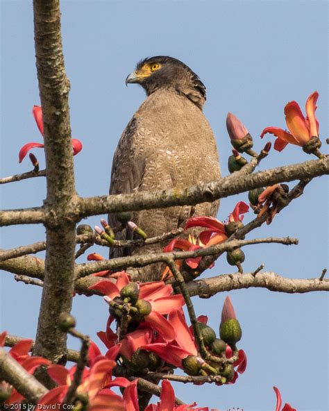 Crested Serpent Eagle, Kaziranga NP, Assam, India - Dave's Travelogues