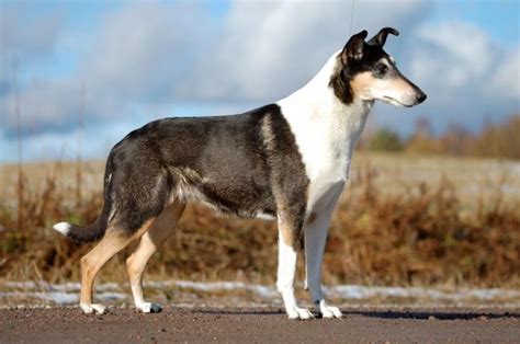 Smooth Collie - 101DogBreeds.com