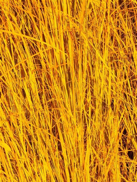 Yellow Grass Background Free Stock Photo - Public Domain Pictures