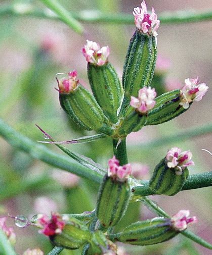 How to Grow Cumin From Seed | Johnny's Selected Seeds