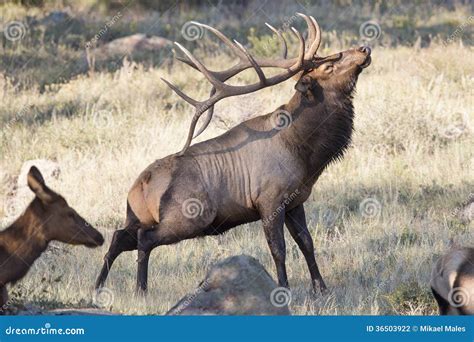 Big Bull Elk Scratching Self with Antlers Stock Photo - Image of pope, massive: 36503922