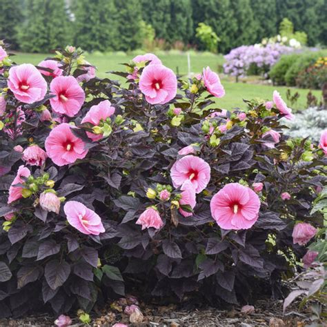 Summerific® 'Edge of Night' - Rose Mallow - Hibiscus hybrid | Proven ...