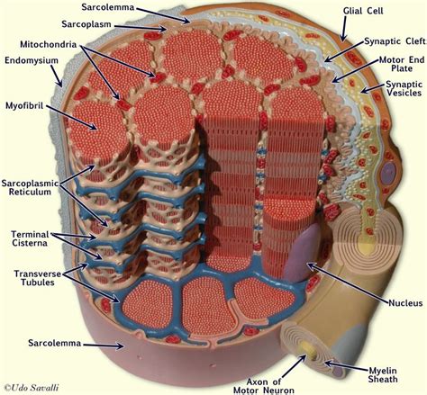 Muscle Fiber Model: Motor Neuron, Myeline Sheath, Node of Ranvier ...