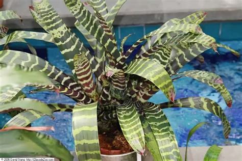 10 Bromeliads That Can Be Grown Indoors – The Green Experiment Company