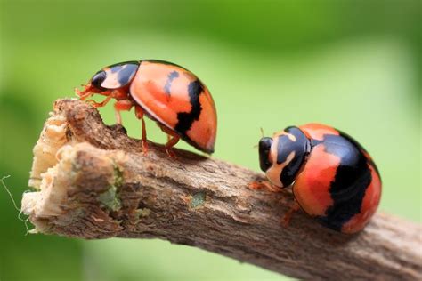 Are Ladybugs Good Luck? 6 Things Ladybugs Symbolize - What's That Bug?