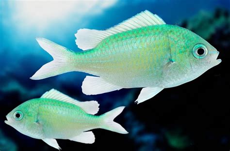 Green Chromis: Lifespan, Aggressiveness, and Breeding