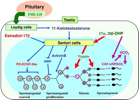 Spermatogenesis Hormones