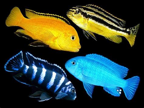 Assorted Malawi Mbuna Cichlid Place your order at https://www.aquafood ...