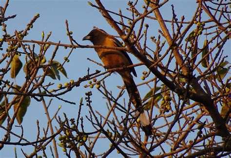 Rufous Treepie Dendrocitta - Free photo on Pixabay - Pixabay