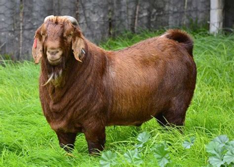 15 Best Goat Breeds for Meat | Boer goats, Savanna goats, Goats