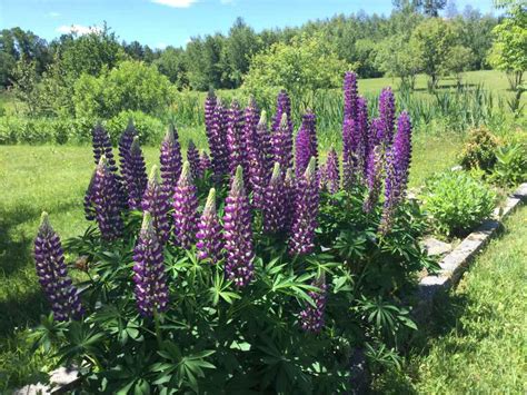 The Best Lupine Flowers Plant Care Guide