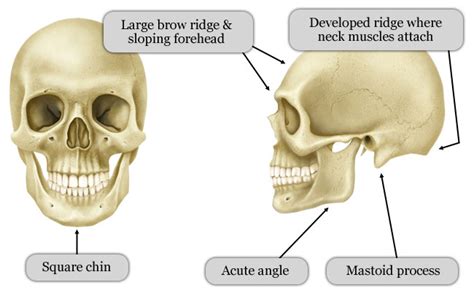 Difference Between Male and Female Skull | Male vs Female Skull