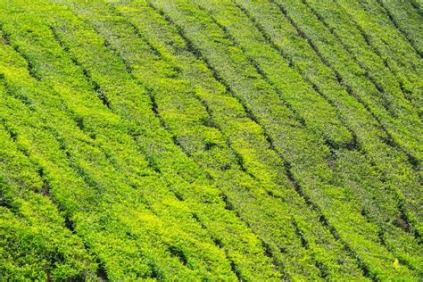 Tea Plantation in Cameron Highlands Stock Image - Image of fresh ...