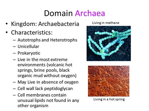 Examples Of Archaea A Tree Of Life Domain Museum Of