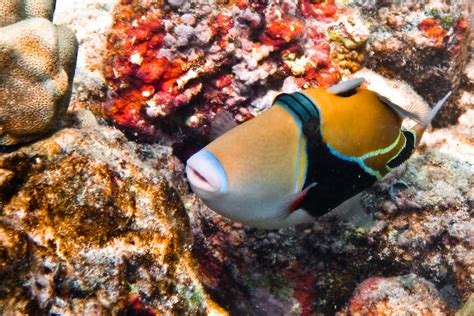 Humuhumunukunukuapua'a | The state fish of Hawaii, the reef … | Flickr