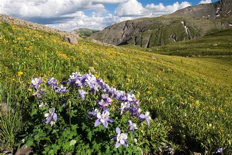 Colorado's alpine meadows are home to vibrant and colorful collections of wildflowers. A ...