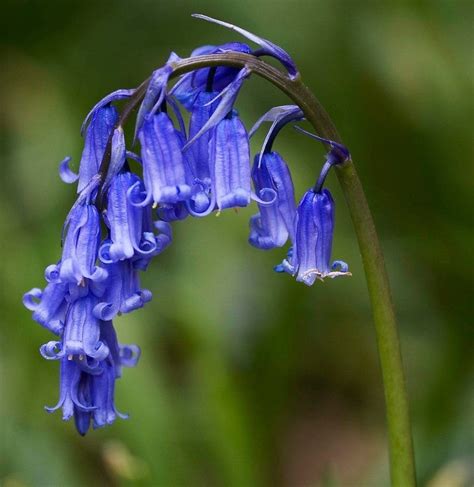 ENGLISH BLUEBELL BULBS | FRESHLY LIFTED | PREMIUM QUALITY (IN THE GREEN) | eBay