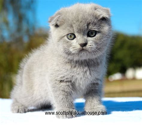 British Shorthair Price Indonesia