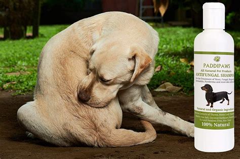 100% Natural Anti Fungal Dog Shampoo / Yeast Infection Treatment for ...