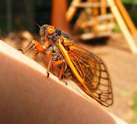 Brood XIII Cicadas - Homewood, IL