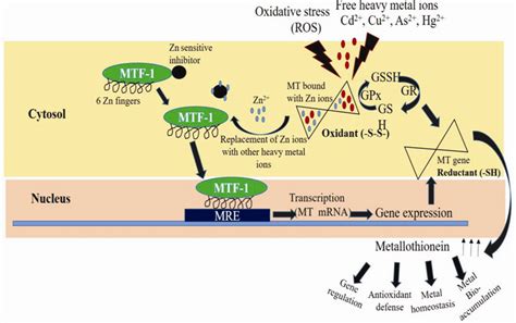 Mechanism of metallothionein gene activation in the presence of heavy... | Download Scientific ...