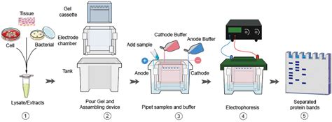 Western Blotting Flow Chart