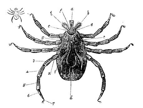 Arachnida Anatomy