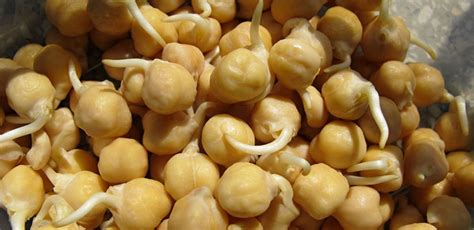 Types of Chickpeas and how they help us - Adascan Grain Corporation