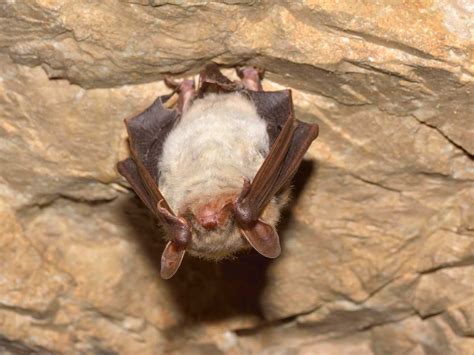 Do Bats Have Eyes? How Well Can They See? - AnimalFYI