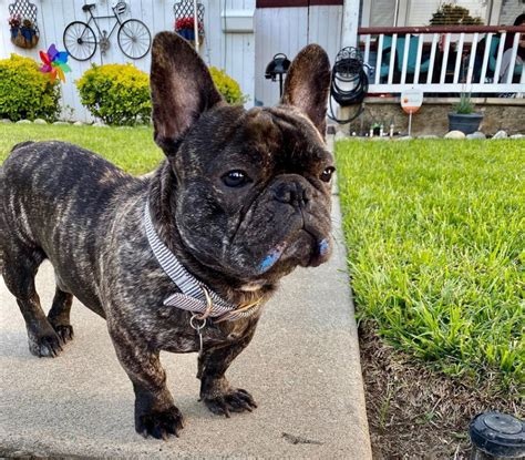 A Complete Guide to Brindle French Bulldogs - Ned Hardy