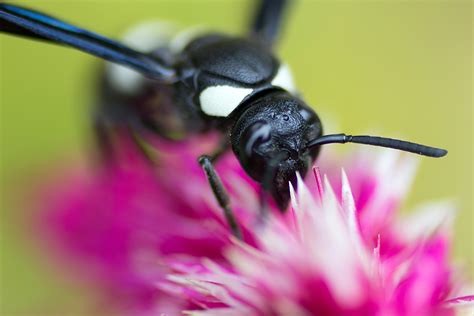 White-Striped Black Mason Wasp | US Forest Service