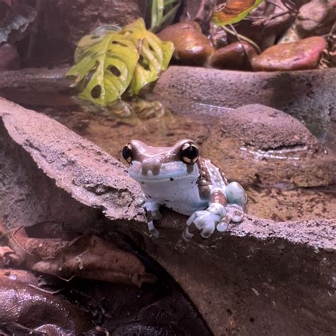 Amazon Milk Frog Care – Creature Farm