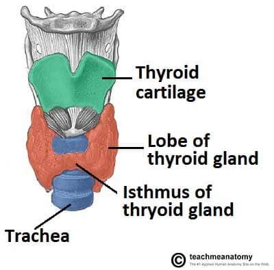 The Thyroid Gland - Location - Blood Supply - TeachMeAnatomy