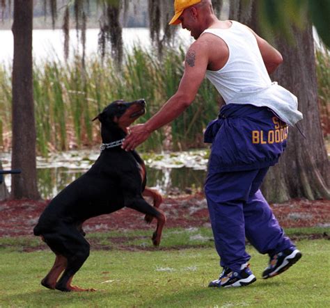 Fighting Doberman may reflect owner: Ask Dog Lady - cleveland.com