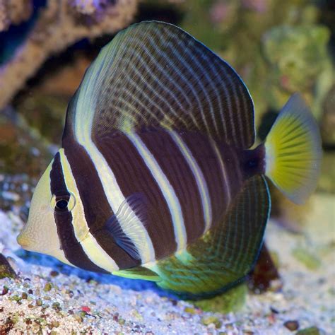 Sailfin Tang (Zebrasoma veliferum) | Marine fish, Beautiful sea creatures, Salt water fish