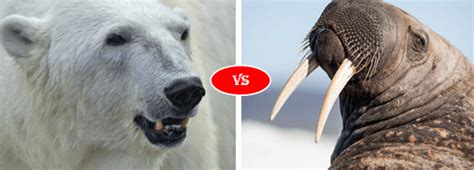 Walrus vs Polar Bear fight comparison- Who will win?