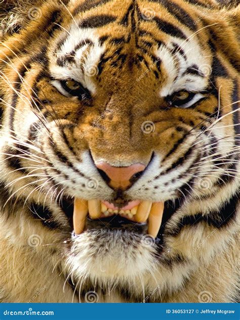 Nice Tiger stock image. Image of nature, snarl, ecology - 36053127