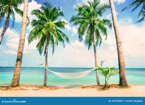 Beautiful Beach. Hammock between Two Palm Trees on the Beach Stock ...