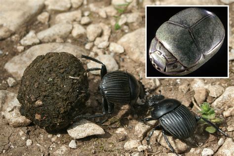 Ancient Egyptians thought 'holy POO' from dung beetles held secret to ...