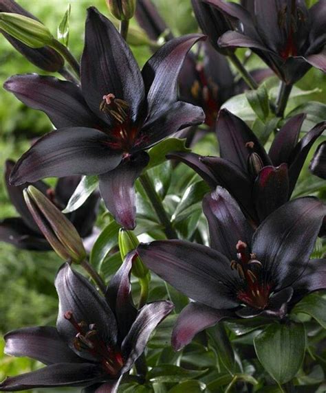 Black lillies | Gothic garden, Flowers perennials, Bulb flowers