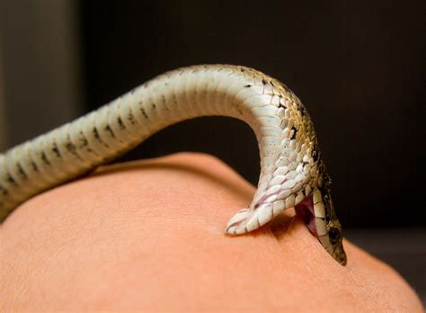 snakebite | A garter snake bites Erica's hand. The snake was… | Flickr