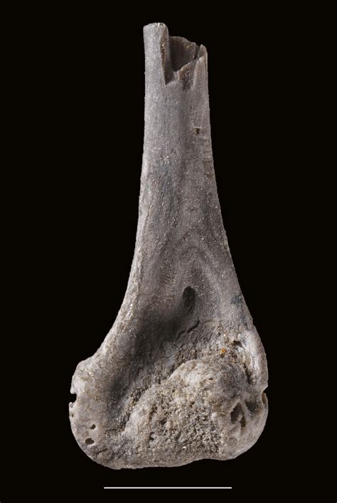 -?Lacertidae, distal end of a left humerus, MNHN.F.MTC239, ventral ...