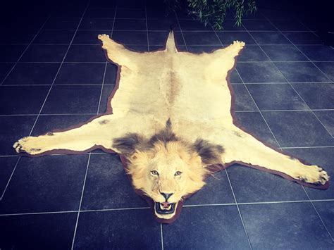 A Victorian Taxidermy Lion Skin Rug With Full Head ...