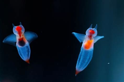 Sea angels and sea butterflies reveal climate change consequences ...