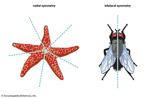 Biradial Symmetry