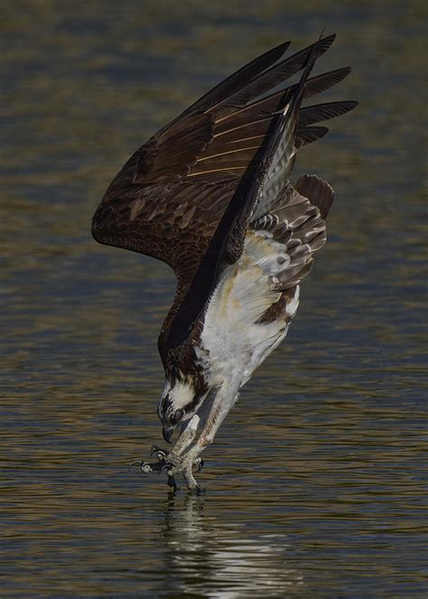 Osprey Diving Photograph by Johnny Chen - Pixels