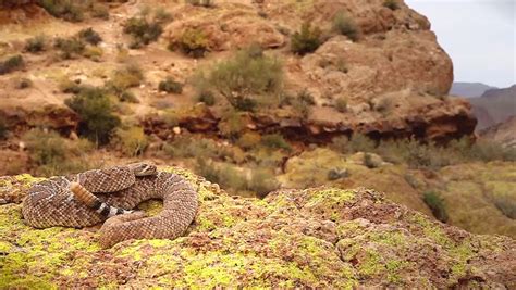 A Deadly Western Diamondback Rattlesnake (Crotalus Atrox) In Arizona, USA. Snake Rattles Loudly ...