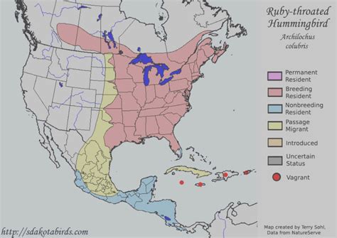 10 Facts About Hummingbirds – And other interesting tidbits