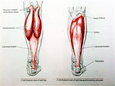 Stretch the calf muscle & Improve your snowboarding – Key Aspect ...