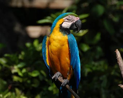 Blue-and-Gold Macaw - Facts, Diet, Habitat & Pictures on Animalia.bio